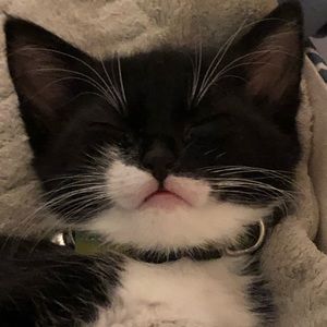 Meet your Posher, Lily